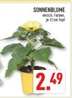 Sonnenblume im Angebot bei Marktkauf in Bergisch Gladbach Sonnenblume Angebote bei Marktkauf Bergisch Gladbach für 2,49 €
