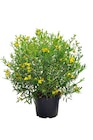 Hagebaumarkt Breddin - Kanadisches Johanniskraut Angebot im Prospekt Kanadisches Johanniskraut bei Hagebaumarkt im Breddin Prospekt für 12,99 €