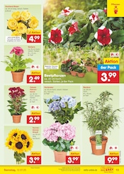 Ähnliche Angebote wie Tulpen im Prospekt "Aktuelle Angebote" auf Seite 15 von Netto Marken-Discount in Flensburg