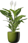 Aktuelle Pflanzen Angebote bei BAUHAUS in Hannover Aktuelles Friedenslilie Angebot bei BAUHAUS in Hannover ab 9,99 €