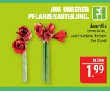 Amaryllis im Angebot bei Marktkauf in Görlitz Amaryllis Angebote bei Marktkauf Görlitz für 1,99 €