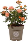 Patio-Rosen  im aktuellen OBI Prospekt für 19,99 €