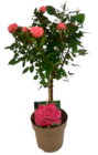 Aktuelles Muttertagskorb mit Hortensien und Rosen Angebot bei E center in Rostock ab 12,99 €