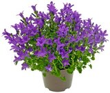 Glockenblume oder Begonie von REWE BESTE WAHL für 2,99 € bei REWE im Angebot Glockenblume oder Begonie von REWE BESTE WAHL im aktuellen REWE Prospekt