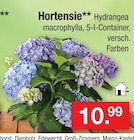 Hortensie im Angebot bei Zimmermann in Wilhelmshaven Hortensie Angebote bei Zimmermann Wilhelmshaven für 10,99 €