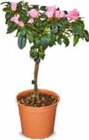 Azalee Stämmchen im Angebot bei Netto Marken-Discount in Kirchheim Azalee Stämmchen Angebote bei Netto Marken-Discount Kirchheim für 5,99 €