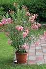 Laurier rose pot 17 cm en promo chez Intermarché Express Limoges à 8,99 €