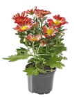 OBI - Chrysanthemum Garden Mums Angebot im Prospekt Chrysanthemum Garden Mums bei OBI im Prospekt "" für 1,79 €