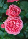Hagebaumarkt Bischofswerda - Beet- und Edelrosen Angebot im Prospekt Beet- und Edelrosen bei Hagebaumarkt im Bischofswerda Prospekt für 14,99 €