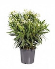Oleander im Lidl Prospekt Oleander von im aktuellen Lidl Prospekt fĂŒr 6,99 âŹ