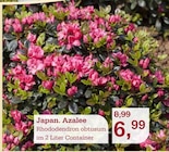 Japan. Azalee Angebote bei Garten-Center Nordharz GmbH & Co. KG Kassel für 6,99 €