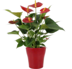 Flamingoblume (Anthurium) im Angebot bei OBI in Potsdam Flamingoblume (Anthurium) Angebote bei OBI Potsdam für 8,99 €