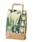 Aktuelle Blumen Angebote bei Lidl in Berlin Aktuelles Tulpenmix Weiß Angebot bei Lidl in Berlin ab 5,99 €