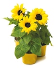 Sonnenblume "Helianthus" für 2,49 € bei Netto mit dem Scottie im Angebot Sonnenblume "Helianthus" im aktuellen Netto mit dem Scottie Prospekt