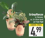 Grünpflanze im aktuellen EDEKA Prospekt für 4,99 €