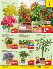 Blumen im Netto Marken-Discount Prospekt in Schwerin Aktueller Netto Marken-Discount Prospekt mit Blumen, "Aktuelle Angebote", Seite 9
