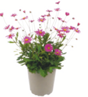 Aktuelle Blumen Angebote bei toom Baumarkt in Bremen Aktuelles Australisches Gänseblümchen Angebot bei toom Baumarkt in Bremen ab 2,99 €