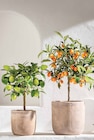 Kumquat bei Dehner Garten-Center im Peißenberg Prospekt für 29,99 €