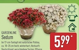 Sedum von Gardenline für 5,99 € bei ALDI Nord im Angebot Sedum von Gardenline im aktuellen ALDI Nord Prospekt