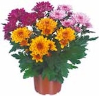 Chrysanthemen Mono oder Trio für 1,69 € bei Netto mit dem Scottie im Angebot Chrysanthemen Mono oder Trio im aktuellen Netto mit dem Scottie Prospekt