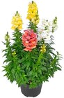 Aktuelle Pflanzen Angebote bei Penny in Aachen Aktuelles Löwenmäulchen Angebot bei Penny in Aachen ab 3,99 €