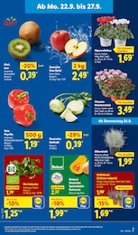 Chrysantheme Angebot & Preis im aktuellen Lidl Prospekt Chrysantheme Angebot im aktuellen Lidl Prospekt auf Seite 3