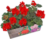 Beet & Balkonpflanzen im Angebot bei Kaufland in Frankfurt Beet & Balkonpflanzen Angebote bei Kaufland Frankfurt für 5,99 €