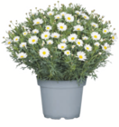 toom Baumarkt Dessau-Roßlau - Margerite Angebot im Prospekt Margerite bei toom Baumarkt im Dessau-Roßlau Prospekt für 2,99 €