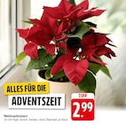 Aktuelles Weihnachtsstern Angebot bei EDEKA in Ludwigshafen (Rhein) ab 2,99 €