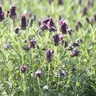 Kumquat coloris orange - 2,5 L - AUTRES PRODUCTEURS - Botanic Kumquat coloris orange - 2,5 L - AUTRES PRODUCTEURS à 24,99 € dans le catalogue Botanic