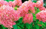 Hortensia - Norma à Metz Hortensia en promo chez Norma Metz à 6,99 €