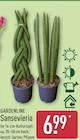 Sansevieria bei ALDI Nord im Neustadt-Glewe Prospekt für 6,99 €