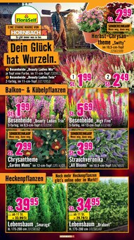 Blumen im aktuellen Hornbach Prospekt (Jena) Blumen im Hornbach Prospekt "Du kannst es Dir vorstellen. Du kannst es auch bauen." mit 32 Seiten (Jena)