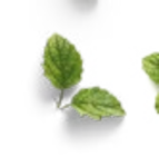 Rinderzunge von K-PURLAND im aktuellen Kaufland Prospekt für 8,49 €