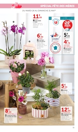 Promos Plantes dans le catalogue "Super U" de Super U Plantes en promo dans le catalogue Super U à la page 31