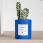 Cactus pot strie - B&M à Noisy-le-Grand Cactus pot strie en promo chez B&M Noisy-le-Grand à 5,99 €