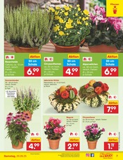 Aktueller Netto Marken-Discount Prospekt mit Pflanzen, "Aktuelle Angebote", Seite 7