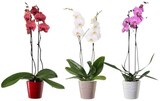 Orchidée 2 tiges en promo chez Carrefour Aix-en-Provence à 9,99 €