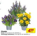 Stauden im Angebot bei toom Baumarkt in Dreieich Stauden Angebote bei toom Baumarkt Dreieich für 4,99 €