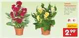 Gartenbepflanzung im Netto Marken-Discount Prospekt Celosia Hahnenkamm im aktuellen Netto Marken-Discount Prospekt für 2,99 €