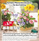 Pflanzenarrangement 'Spring Break' mit unterschiedlichen frühlingshaften Pflanzen bei Kiebitzmarkt im Villmar Prospekt für 3,99 €