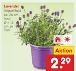 Lavendel Angebot in Roggenstein Lavendel im aktuellen Prospekt bei Netto Marken-Discount in Roggenstein