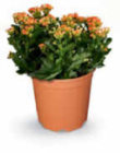 Kalanchoe im Angebot bei Netto Marken-Discount in Lehrte Kalanchoe Angebote bei Netto Marken-Discount Lehrte für 4,99 €
