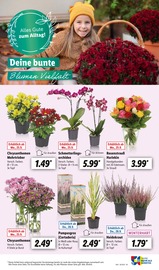 Blumen im Lidl Prospekt in Tübingen Aktueller Lidl Prospekt mit Blumen, "LIDL LOHNT SICH", Seite 63