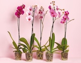 Orchidee im Netto mit dem Scottie Prospekt Orchidee von im aktuellen Netto mit dem Scottie Prospekt fĂŒr 5,55 âŹ