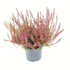 toom Baumarkt Aalen - Knospenheide Angebot im Prospekt Knospenheide bei toom Baumarkt im Aalen Prospekt für 0,99 €