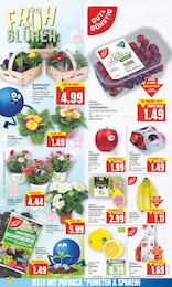 Gartenerde Angebot im aktuellen E center Prospekt auf Seite 6