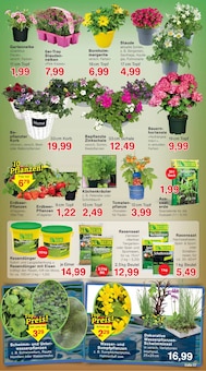 Hortensie im Jawoll Prospekt "Sonderposten-Märkte" mit 16 Seiten (Darmstadt)