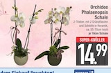 Orchidee Phalaenopsis Schale für 14,99 € bei EDEKA im Angebot Orchidee Phalaenopsis Schale im aktuellen EDEKA Prospekt