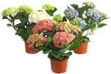 Hortensie im aktuellen Prospekt bei REWE in Dillenburg